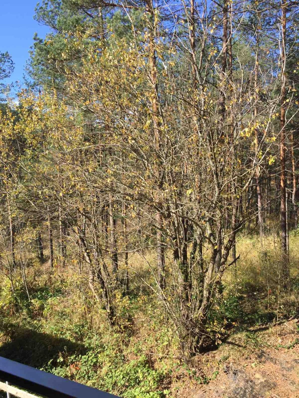 Planinsko Srce Lejlighed Divčibare Eksteriør billede